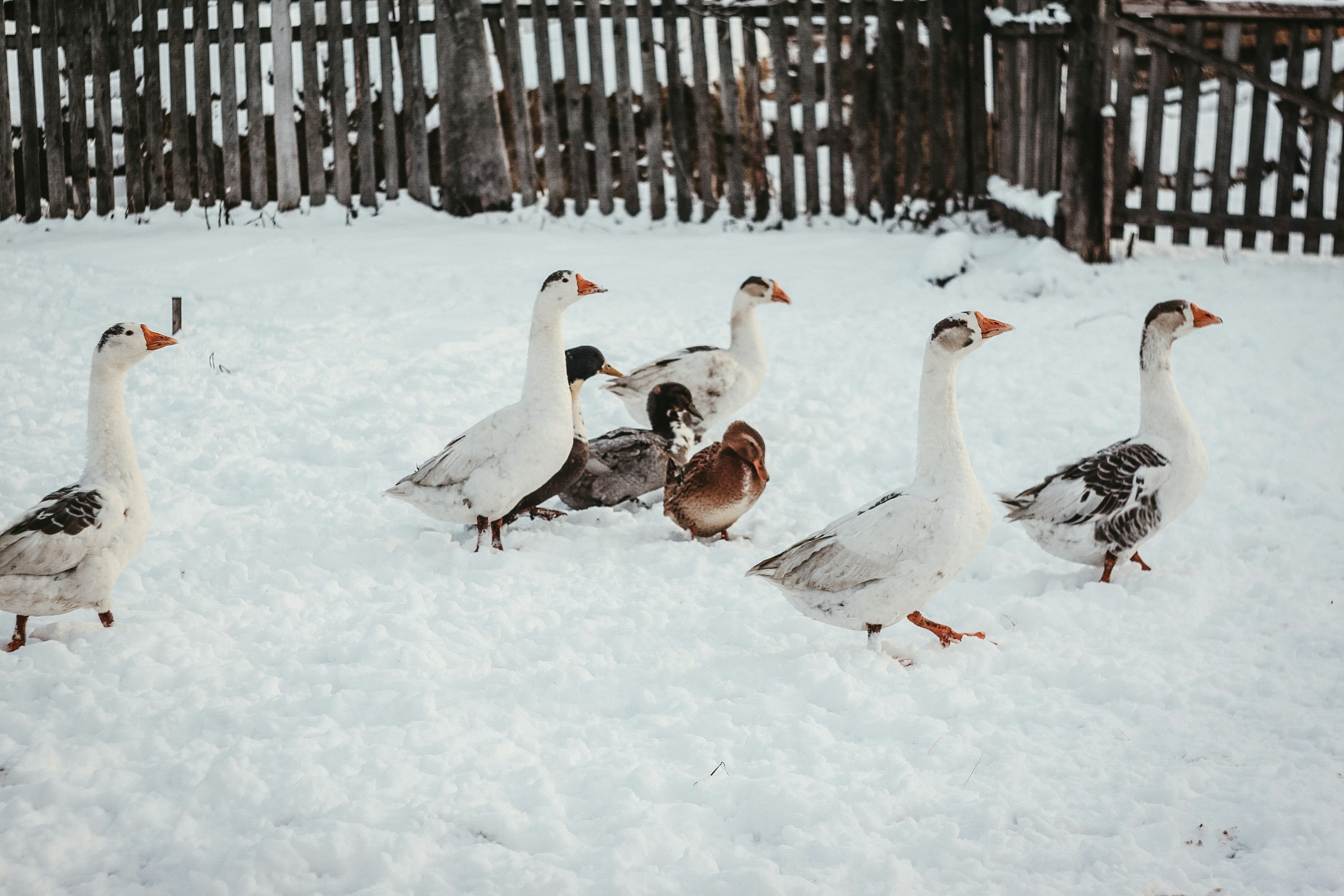 flock of geese on snow covered ground during daytime